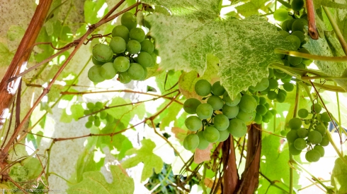 We saw some grape trees! Having lived in a tropical country seeing this on someone else's house seems like a novelty.